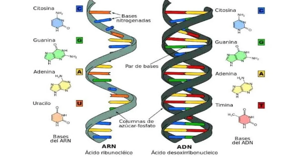 ADN là gì? Mô tả cấu trúc không gian của ADN và ARN