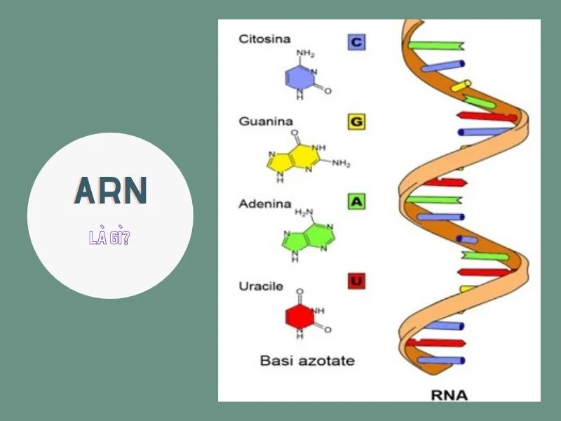 ADN là gì? Mô tả cấu trúc không gian của ADN và ARN