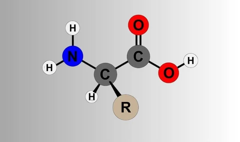 Amino axit là gì? Công thức, phân loại và vai trò của amino axit