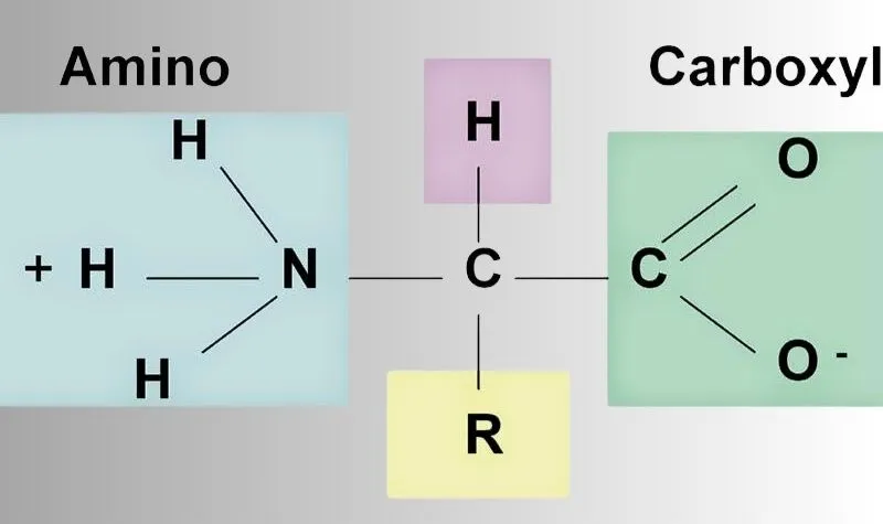 Amino axit là gì? Công thức, phân loại và vai trò của amino axit