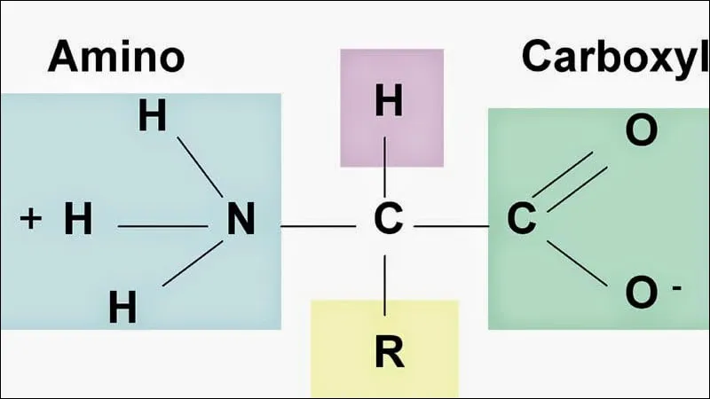 Axit amin là gì? Đặc điểm, phân loại và vai trò của axit amin