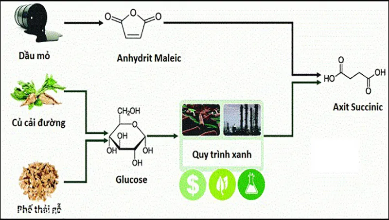 Axit succinic là gì? Tính chất, ứng dụng và cách điều chế