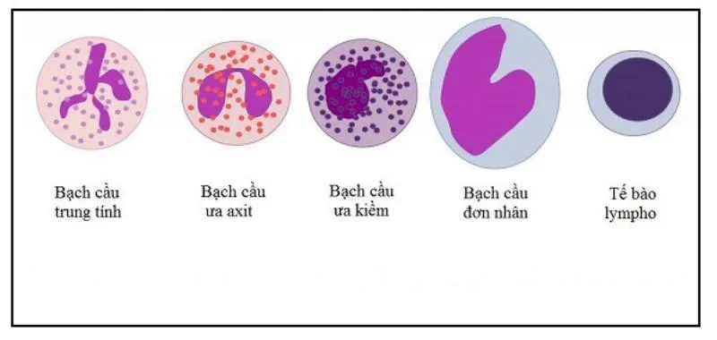 Bạch cầu là gì? Vai trò, đặc tính và chức năng của bạch cầu là gì?