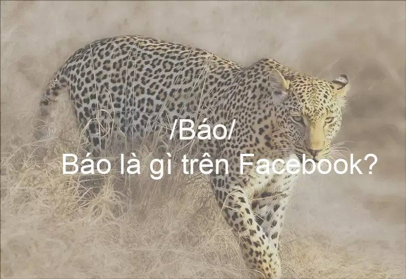 Báo là gì trên TikTok và Facebook? Ý nghĩa ngôn ngữ GenZ