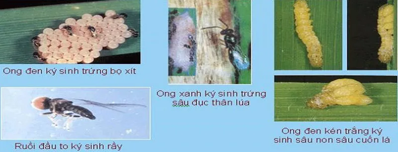 Biện pháp đấu tranh sinh học là gì? Những biện pháp đấu tranh sinh học hiện nay