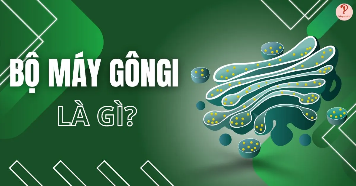 Bộ máy Gôngi là gì? Cấu trúc và chức năng của bộ máy Gôngi