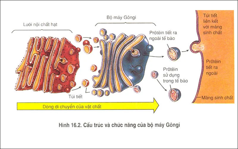 Bộ máy Gôngi là gì? Cấu trúc và chức năng của bộ máy Gôngi