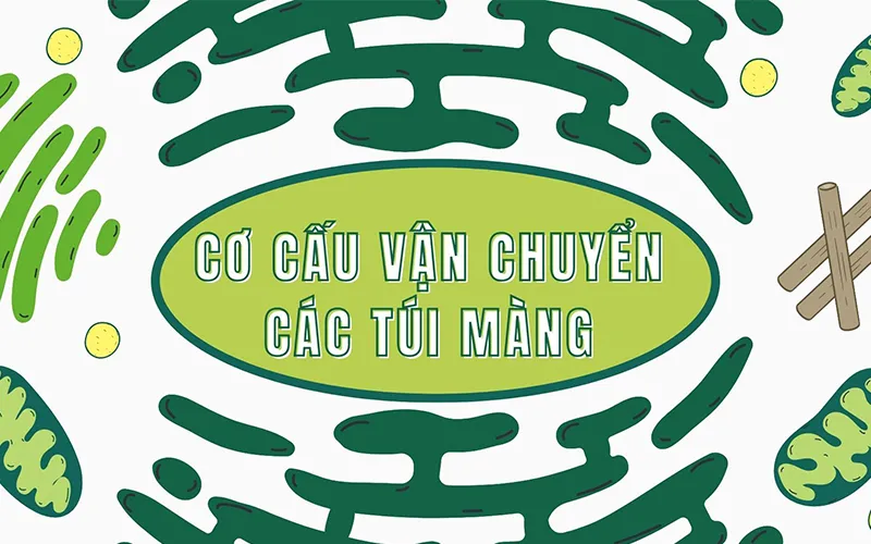 Bộ máy Gôngi là gì? Cấu trúc và chức năng của bộ máy Gôngi