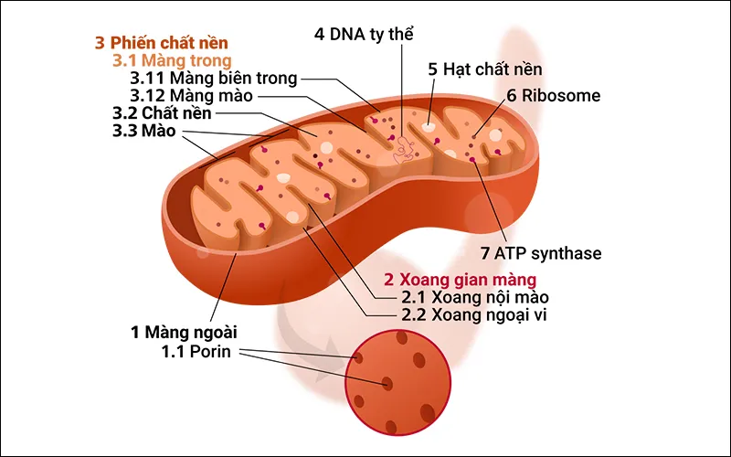 Bộ máy Gôngi là gì? Cấu trúc và chức năng của bộ máy Gôngi