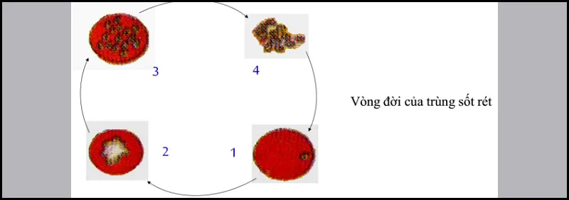 Các đặc điểm và Cấu tạo của trùng kiết lị, So sánh trùng kiết lị và trùng sốt rét