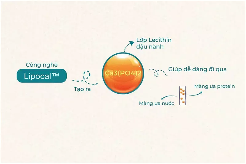 Canxi sinh học là gì? Nên dùng canxi sinh học công nghệ Lipocal?