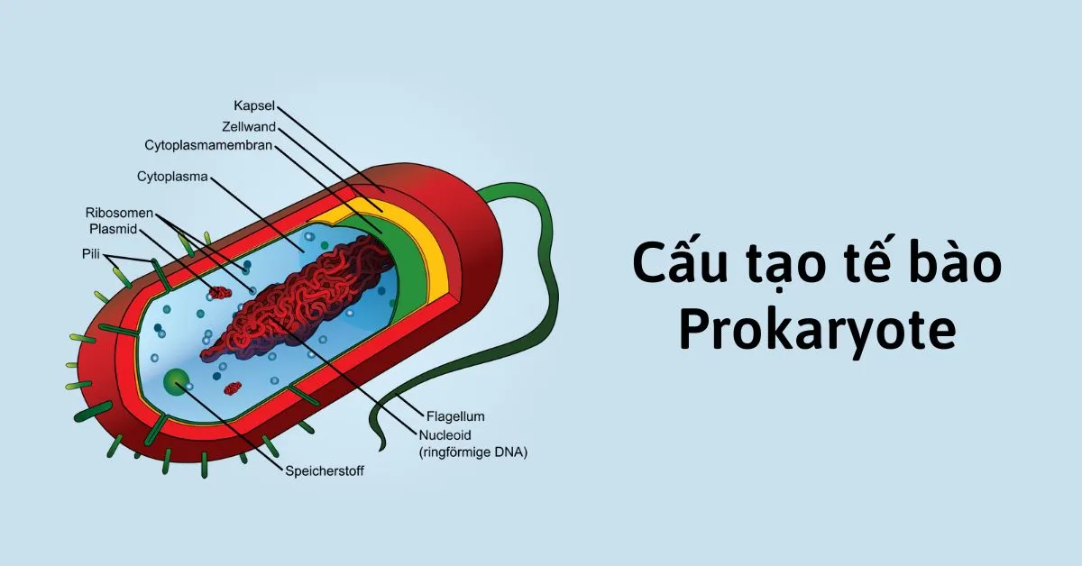 Cấu tạo tế bào Prokaryote: Khái niệm, thành phần cấu trúc của Prokaryote