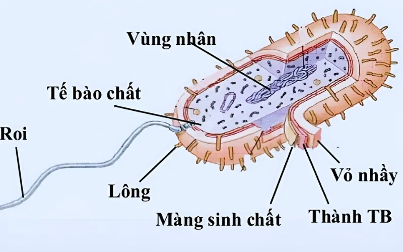 Cấu tạo tế bào Prokaryote: Khái niệm, thành phần cấu trúc của Prokaryote