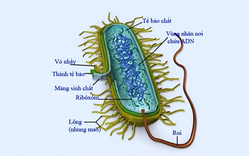 Cấu tạo tế bào Prokaryote: Khái niệm, thành phần cấu trúc của Prokaryote