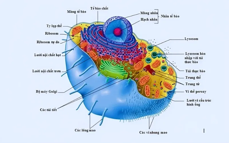 Cấu tạo tế bào Prokaryote: Khái niệm, thành phần cấu trúc của Prokaryote