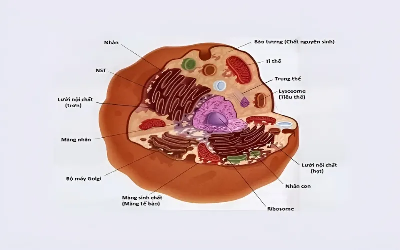 Cấu tạo tế bào Prokaryote: Khái niệm, thành phần cấu trúc của Prokaryote