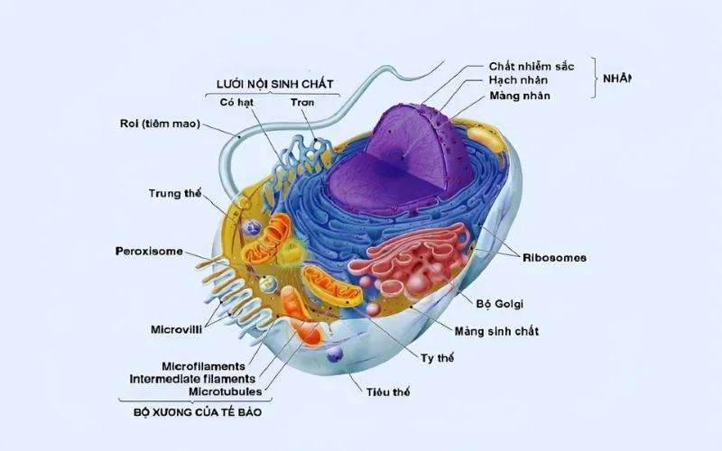 Cấu tạo tế bào Prokaryote: Khái niệm, thành phần cấu trúc của Prokaryote