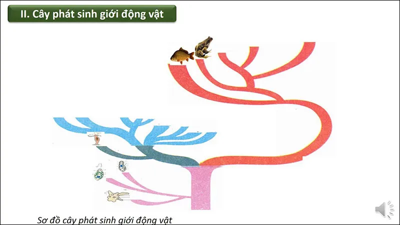 Cây phát sinh giới động vật là gì? Sinh học 7 Bài 56