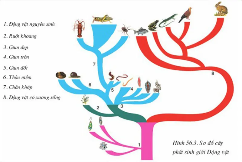 Cây phát sinh giới động vật là gì? Sinh học 7 Bài 56