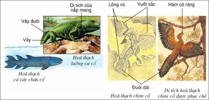 Cây phát sinh giới động vật là gì? Sinh học 7 Bài 56