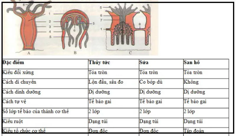 Đặc điểm chung và Vai trò của ngành ruột khoang – Sinh học 7 Bài 10