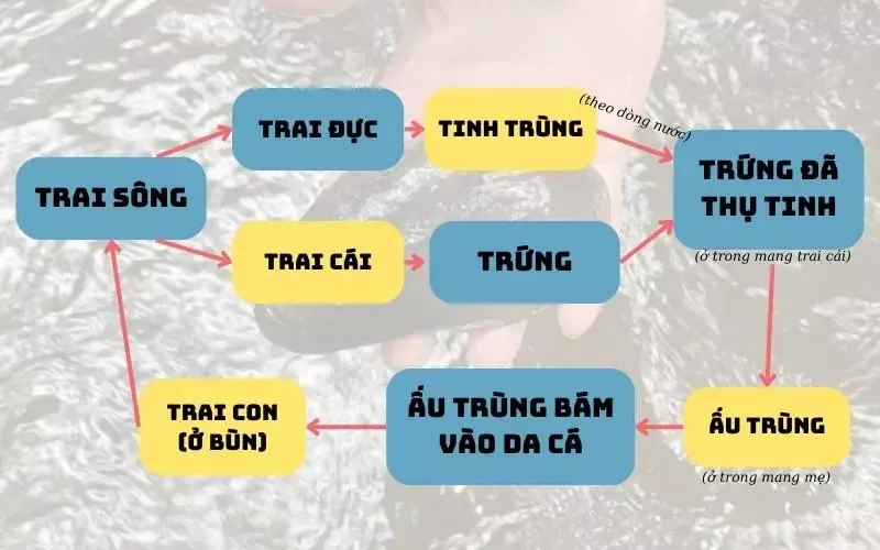 Đặc điểm và vai trò của ngành thân mềm