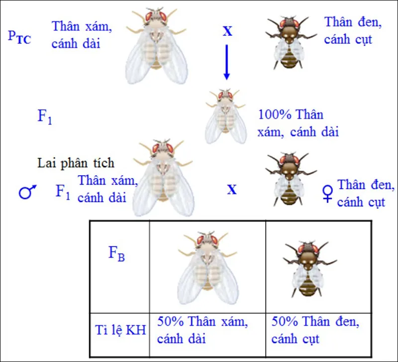 Di truyền liên kết không hoàn toàn là gì? Giải thích về thí nghiệm của Moocgan