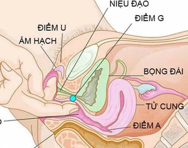 Điểm G là gì? Những điểm G ở phụ nữ và Ý nghĩa của điểm G