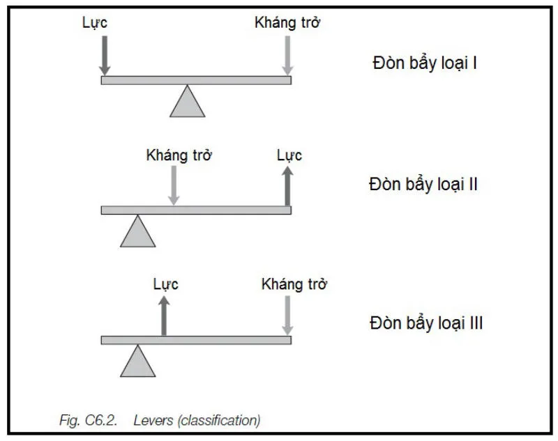 Đòn bẩy là gì? Các loại đòn bẩy và Ứng dụng của đòn bẩy