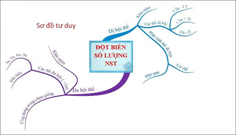 Đột biến số lượng nhiễm sắc thể là gì? Cách phân loại và Cơ chế phát sinh