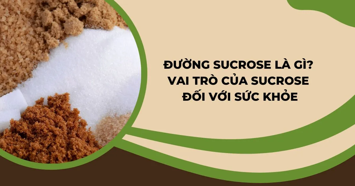 Đường sucrose là gì? Vai trò đối với sức khỏe và đời đống