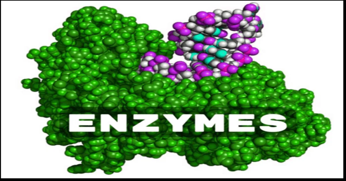 Enzim là gì? Enzim trong nước bọt có tên là gì?