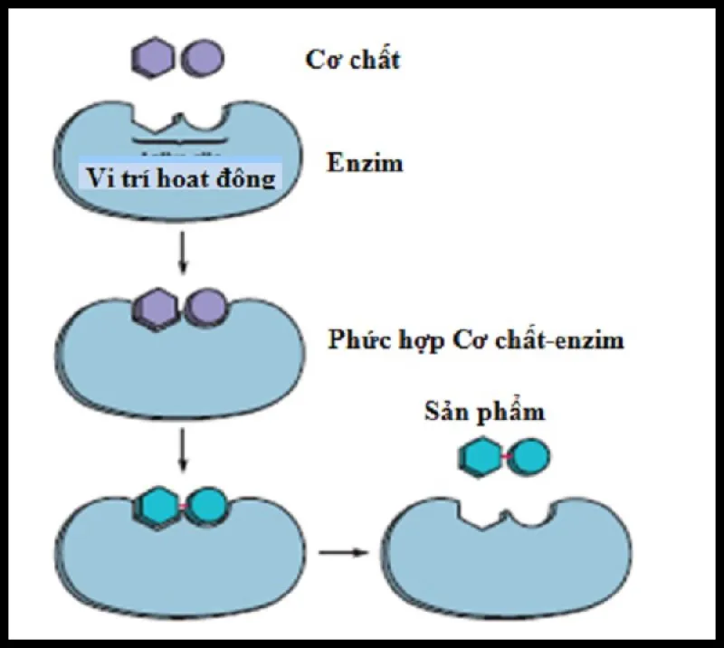 Enzim là gì? Enzim trong nước bọt có tên là gì?