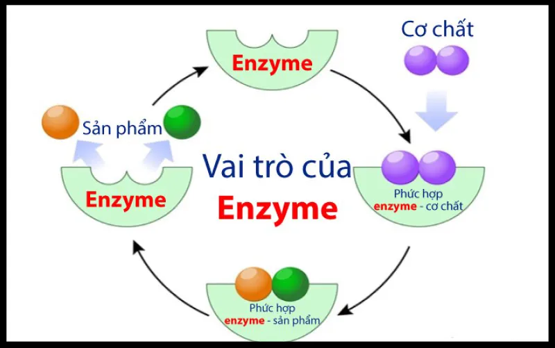 Enzim là gì? Enzim trong nước bọt có tên là gì?