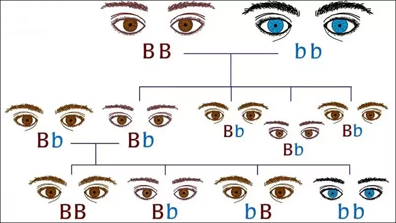 Gen trội là gì? Tính trạng trội là gì? Đặc điểm của đột biến gen trội