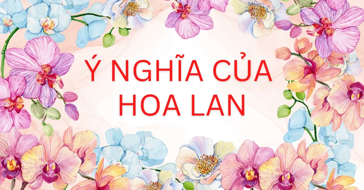 Giải mã ý nghĩa hoa lan | Bật mí tất tần tật bí mật của hoa lan