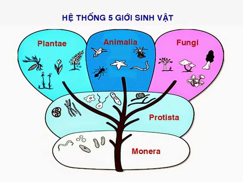 Giới sinh vật là gì? Phân chia giới sinh vật như thế nào?