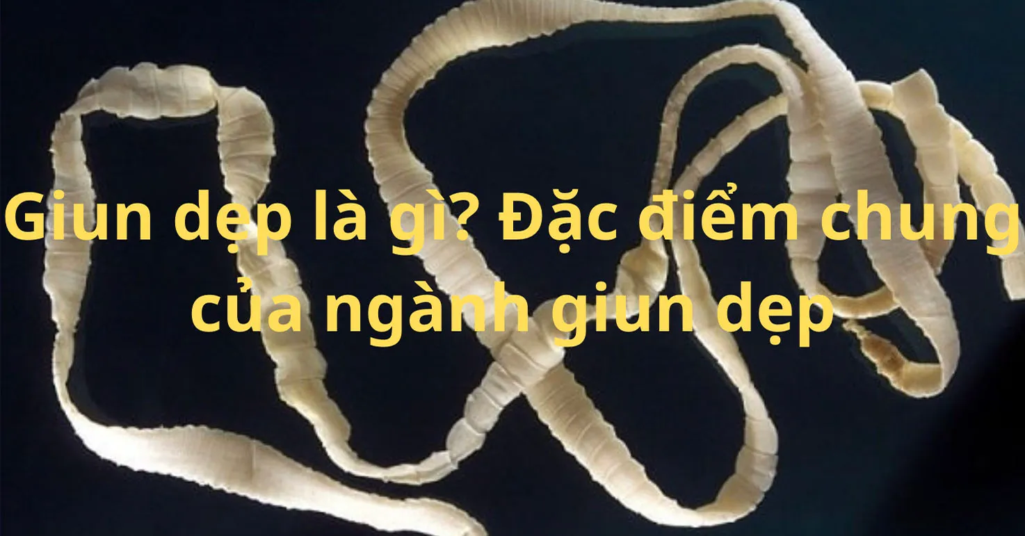 Giun dẹp là gì? Đặc điểm chung của ngành giun dẹp