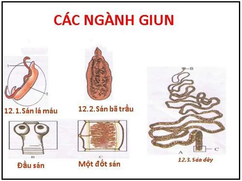 Giun dẹp là gì? Đặc điểm chung của ngành giun dẹp