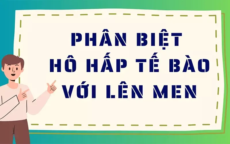 Hô hấp kị khí là gì? So sánh hô hấp hiếu khí và hô hấp kị khí