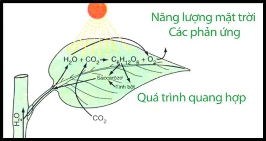 Hô hấp ở cây xanh là gì? Đặc điểm quá trình hô hấp ở cây xanh?