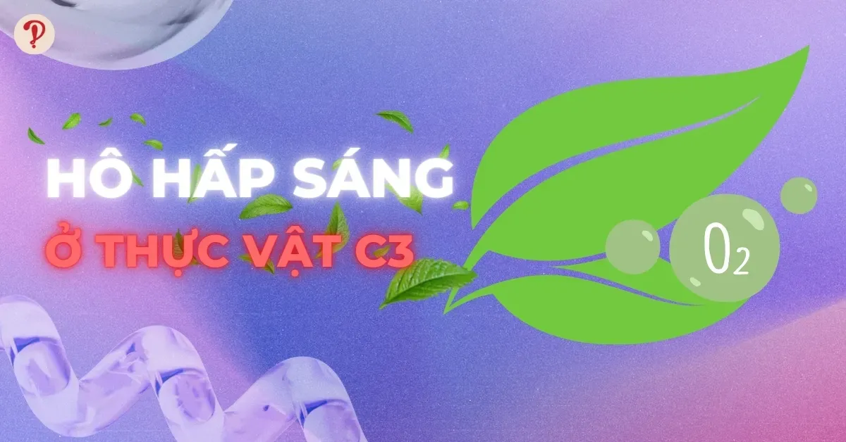 Hô hấp sáng ở thực vật C3: Khái niệm, cơ chế, điều kiện xảy ra