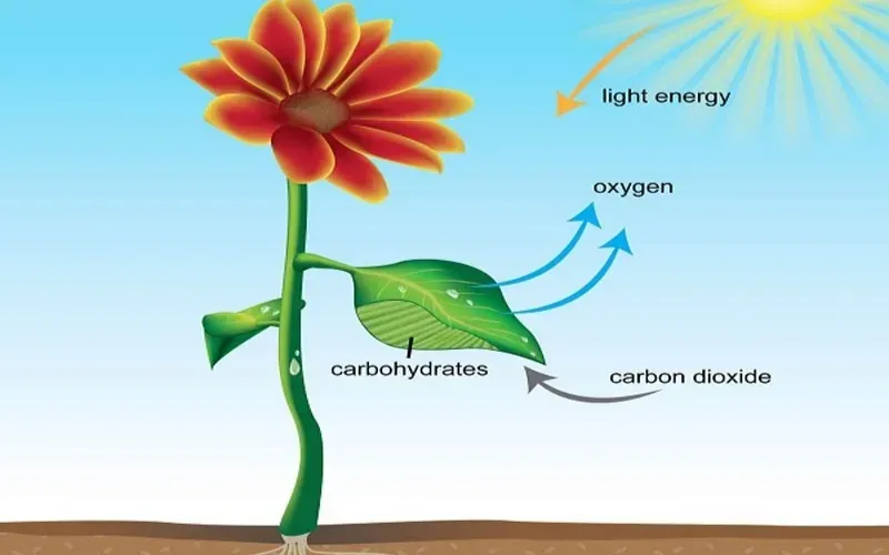 Hô hấp sáng ở thực vật C3: Khái niệm, cơ chế, điều kiện xảy ra