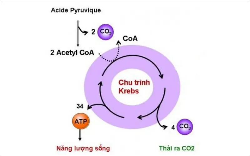 Hô hấp sáng ở thực vật C3: Khái niệm, cơ chế, điều kiện xảy ra