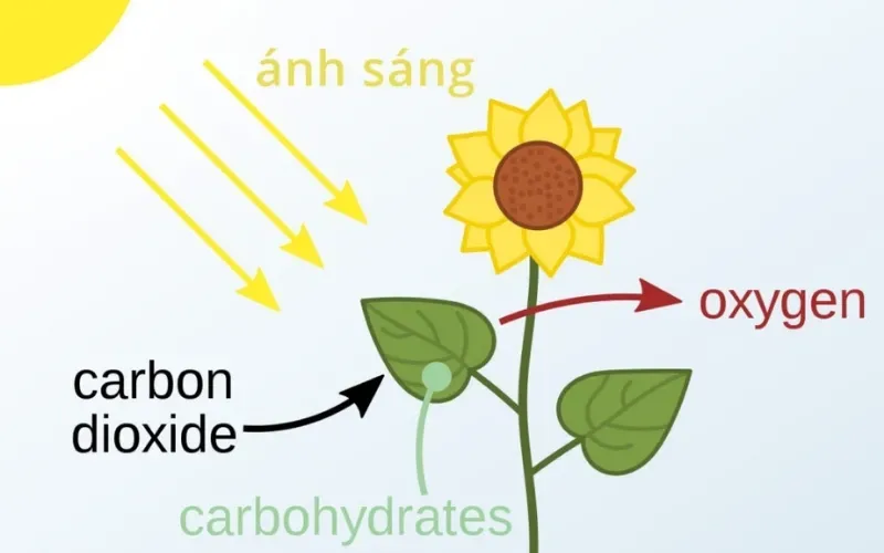 Hô hấp sáng ở thực vật C3: Khái niệm, cơ chế, điều kiện xảy ra