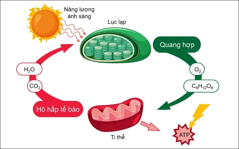 Hô hấp sáng ở thực vật C3: Khái niệm, cơ chế, điều kiện xảy ra