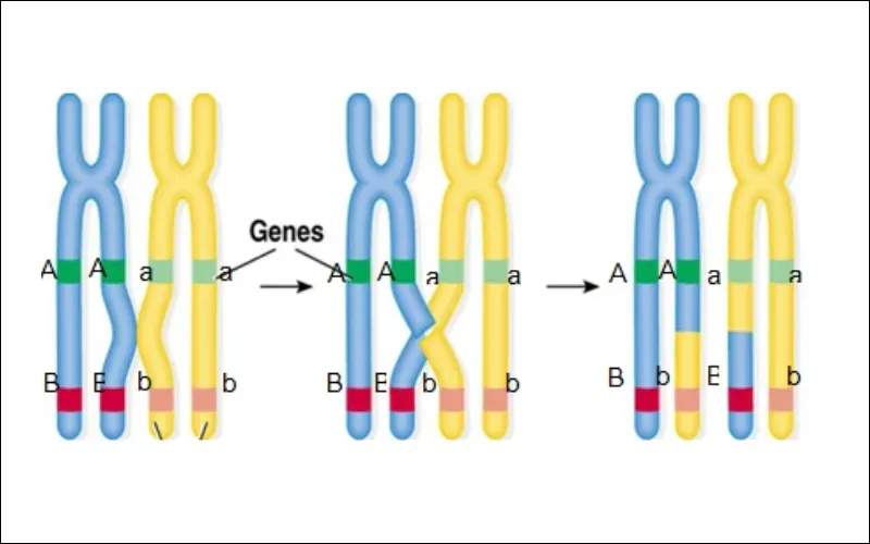 Hoán vị gen là gì? Tìm hiểu tần số hoán vị gen