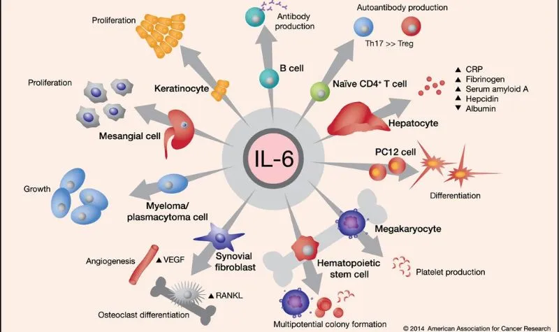 Interleukin 6 là gì? Có vai trò thế nào trong các phản ứng viêm?