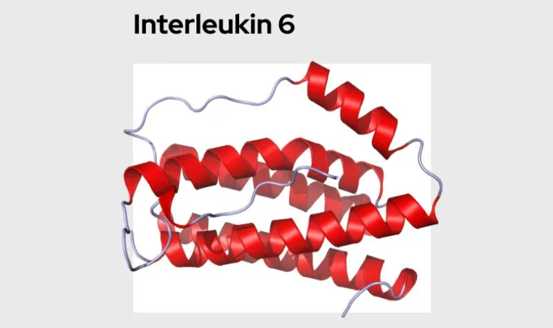 Interleukin 6 là gì? Có vai trò thế nào trong các phản ứng viêm?