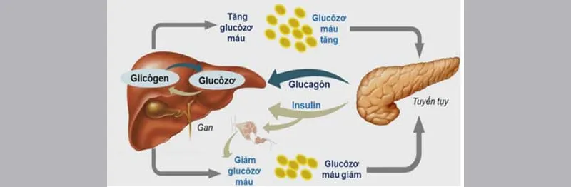 Khái niệm, ý nghĩa, vai trò của bài tiết và cân bằng nội môi